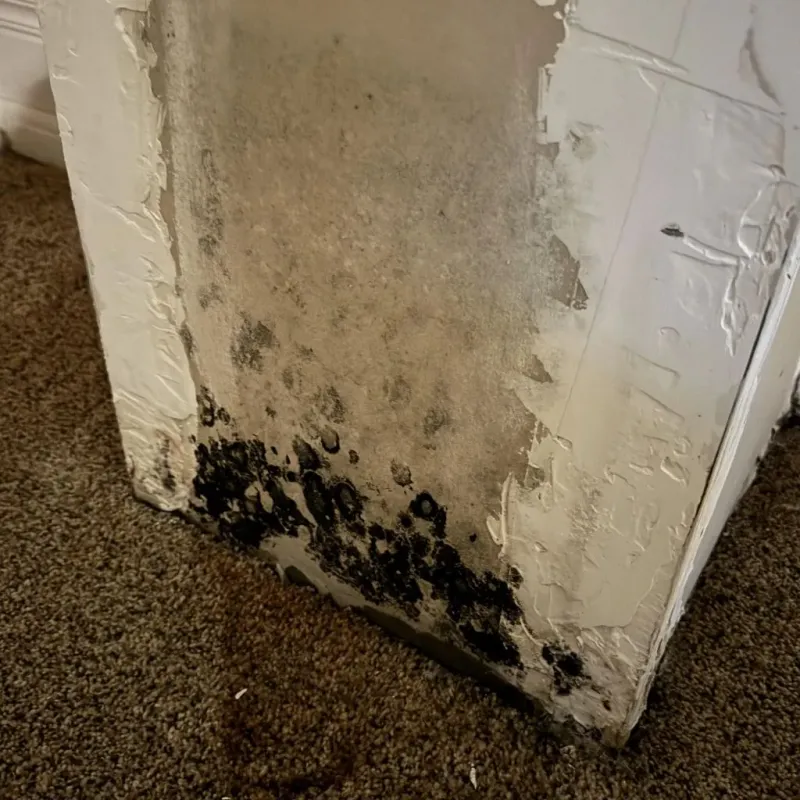 Professional Mold Removal in Tecumseh, NE